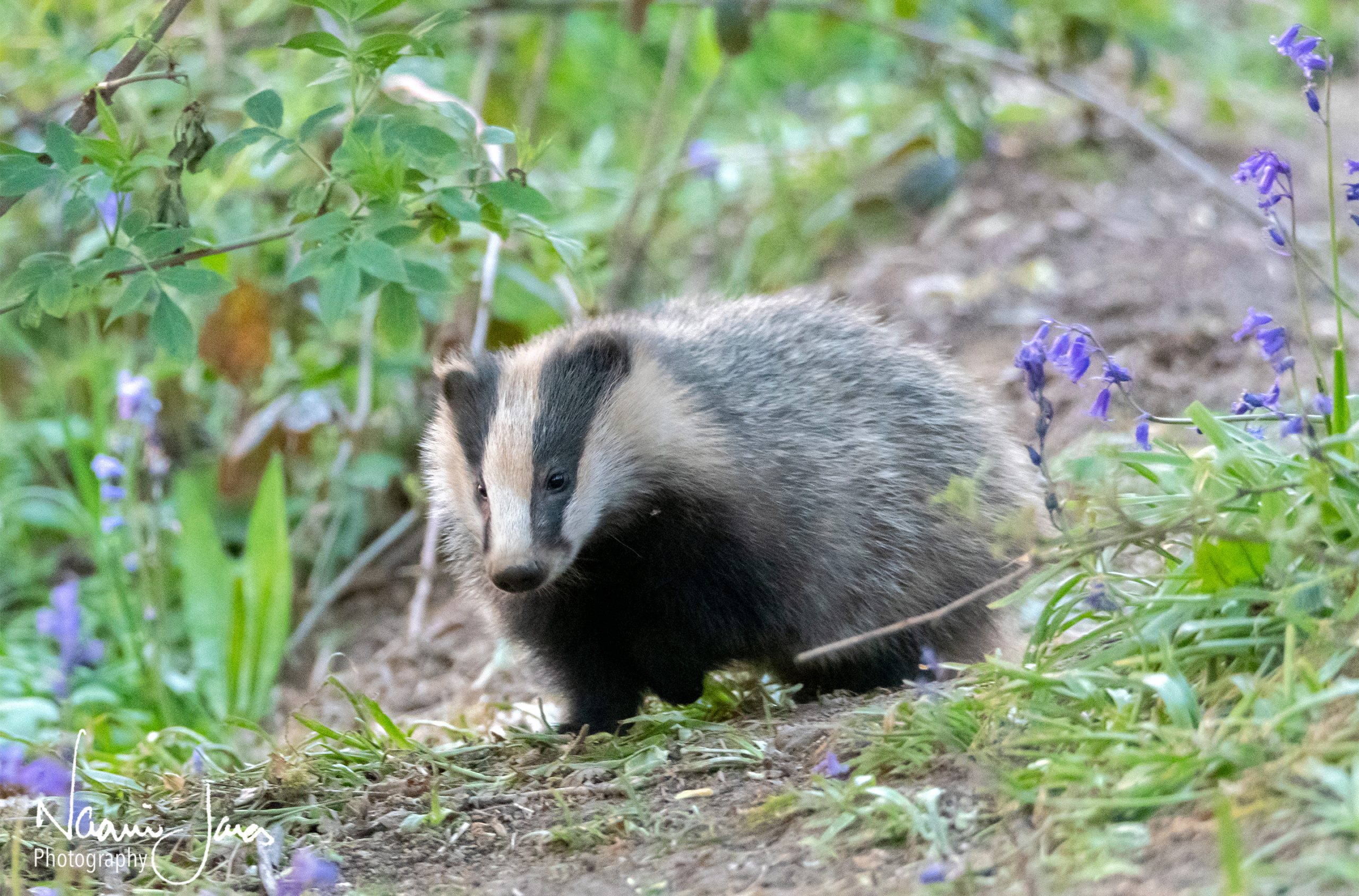 badger in the bluebell woods